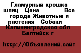 Гламурный крошка шпиц › Цена ­ 30 000 - Все города Животные и растения » Собаки   . Калининградская обл.,Балтийск г.